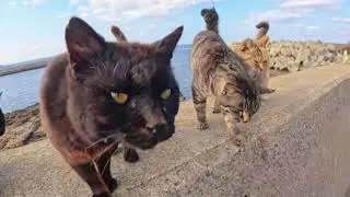 Adorable Pet Parade: Cute Cats and Heartwarming Moments by the Sea