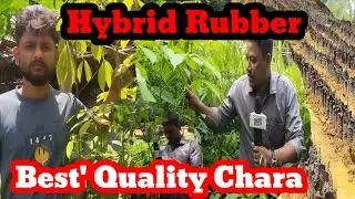 RUBBER CHARA DAM KOM DATI CONTACT KHAI DI... BEST QUALITY CHARA HYBRID II