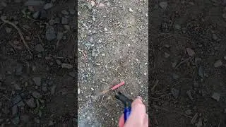 Black Cat Firecracker