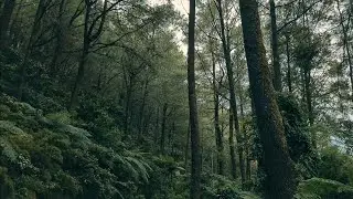 Listen to This When Your Mind Feels Overwhelmed | Healing Nature ASMR #asmrnature 