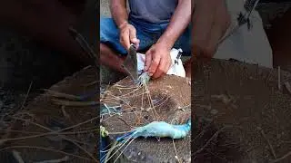 Shrimp Fish Cutting Skills