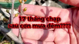 17 tháng chạp sau cơn mưa đêm phải làm sao????