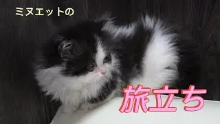 vol 9 ミヌエット子猫の旅立ち | ブリーダー猫舎の日常