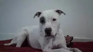 Be the Person Your Pet Thinks You Are | Dallas Pets Alive!