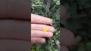 Yellow Agate Stone - Zard Aqeeq stone price in Pakistan