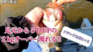 【多々良沼】３月の多々良沼🌸足元から５０UPの２kgオーバー現れる‼️