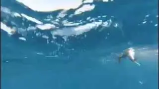 TrollPro3 - Gemfish
