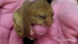 Woodlands For Dormice