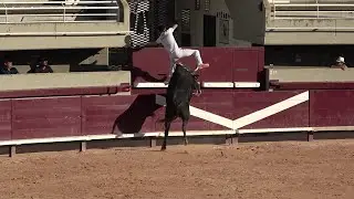 Istres Concours de manades (avenir) le 03/08/2024