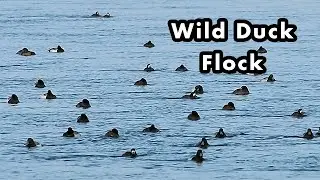 Greater and Lesser Scaup Duck Flock