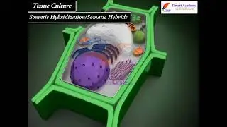 Class 12 Biology Chapter 9 Strategies for Enhancement in Food Production - Tissue Culture