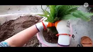Repot a Boston fern plant 🪴 😎 😀