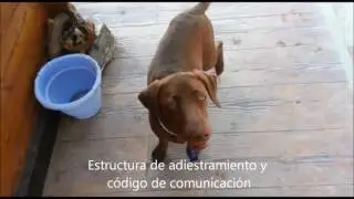 Preadiestramiento NALA