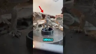 These animals have the most bizarre SURVIVAL tricks. The last one will make your skin crawl.