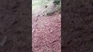 los buenos palomos