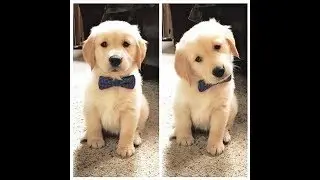 Funniest Guilty Dogs Compilation 2018 | Funny Pet Videos