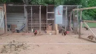 Reducing the flock and pest are still a problem in the garden