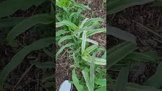 Rare Variegated Corn Growing &ndash; A Sight to Behold #corn #garden