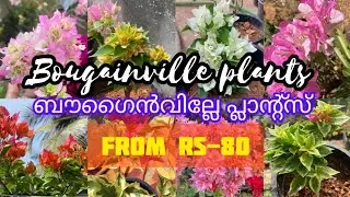 BOUGAINVILLEA PLANTS💥💥💥💥SALE SALE💥💥FROM RS-80💥💥#bougainvillea #onlinesale #plants #gardening #yt