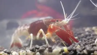Aquagic Expo | Events and Shows | Aqua Hobby Petting #petexpo
