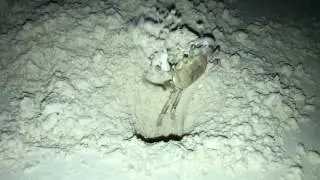 crab digging his burrow