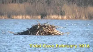 Palmyra Cove Beaver Lodge