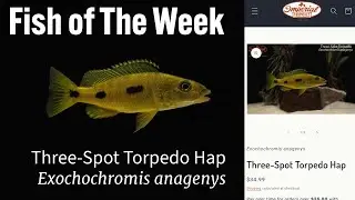 Three Spot Torpedo Hap Exochochromis anagenys #imperialtropicals #threeespottorpedohap #fish