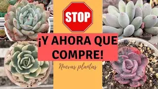 ¡Nuevas suculentas, ahora necesito más repisas!
