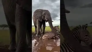 Elephant Helps Zebra Escape the Mud | Amazing Rescue in Action #wildlife #nature #animals