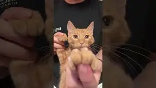 #barbiegirl dance trend tiktok douyin #cat #shorts