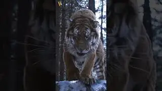 The Most Dangerous Tiger🐅 in history🕰️ #shortvideo #ytshorts