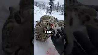 A Leopard Saved Me From a Bear in a Frozen Forest 🐆❄️ Unbelievable