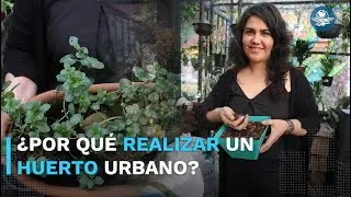 Huertos urbanos, el espacio para tu bienestar