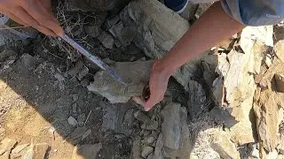 100 Million-Year-Old Fossil Found Inside This Rock!