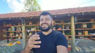 Multiplica&ccedil;&atilde;o de Abelha Marmelada - p&oacute;s transfer&ecirc;ncia