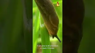 TOP 10 Facts about SNAILS - shorts 2