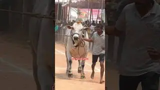 Akhanda movie Bull #akhanda #balayya #ytshorts