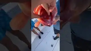 Real Animal Reaction #short #reaction