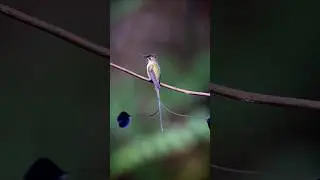 You Won't Believe How Small This Bird Is #worldofanimals #animalfact #nature #wildlife