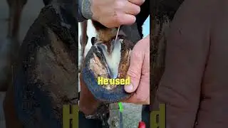 Expert Horse Care Saves the Day! 🐴✨
