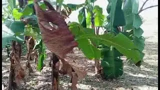 Parque tecnol&oacute;gico comunal del Estado Barinas, parque tem&aacute;tico, vivero comunitario tem&aacute;tico 