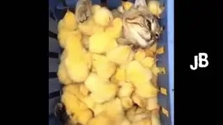 Got7 as pets with Ahgases