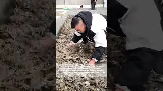 Crab Whisperers: Farmers Showcase Their Gentle Giant Harvest