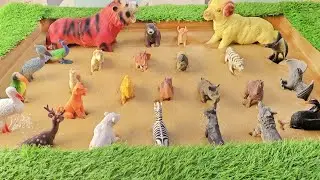 Dramatic Struggle to Free Crepuscular Animals & Flightless Birds from Mud Trap!