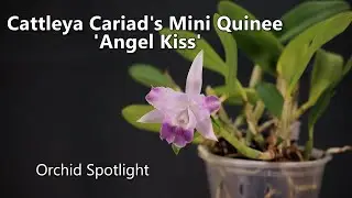 Cattleya Cariad's Mini Quinee 'Angel Kiss' // Orchid Spotlight