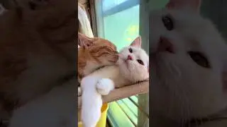 Isn't it very cute?#catlife #kitten #catlovers #weeklyfluff #purr #cutecats #cat_features #funnycats