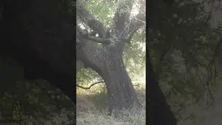 بابا گورالے والا مزار شریف گاؤں سہال 