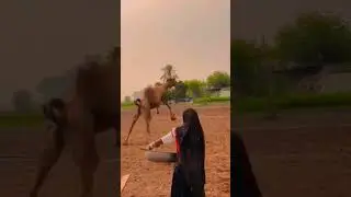 camel dance #shortvideo #dance #tharparkar #shorts