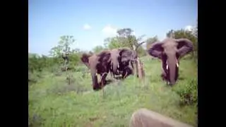 Elephant herd...CHARGING!