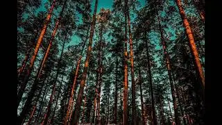 pine forest cinematic